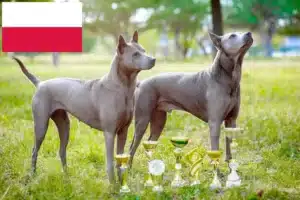 Přečtete si více ze článku Chovatelé thajských ridgebacků a štěňata v Polsku