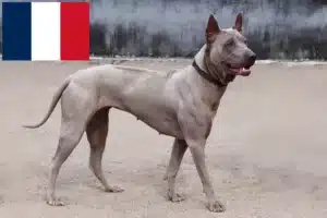 Přečtete si více ze článku Chovatelé thajských ridgebacků a štěňata ve Francii