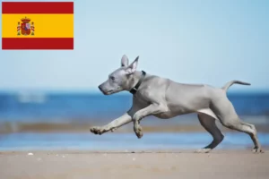 Přečtete si více ze článku Chovatelé thajských ridgebacků a štěňata ve Španělsku