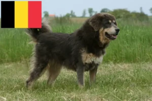 Přečtete si více ze článku Chovatelé tibetských psů a štěňat v Belgii