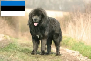Přečtete si více ze článku Chovatelé tibetských psů a štěňat v Estonsku