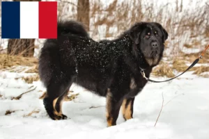 Přečtete si více ze článku Chovatelé tibetských mastifů a štěňat ve Francii