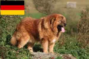 Přečtete si více ze článku Chovatelé tibetských mastifů a štěňat v Německu