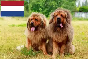 Přečtete si více ze článku Chovatelé tibetských mastifů a štěňat v Nizozemsku