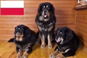 Přečtete si více ze článku Chovatelé tibetských psů a štěňat v Polsku