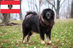 Přečtete si více ze článku Chovatelé tibetských mastifů a štěňat v Rakousku