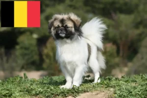 Přečtete si více ze článku Chovatelé tibetských španělů a štěňat v Belgii