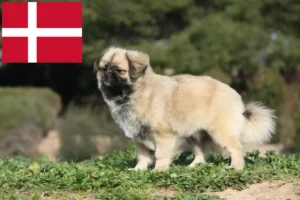 Přečtete si více ze článku Chovatelé tibetských španělů a štěňat v Dánsku