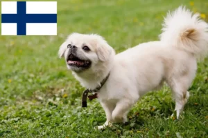 Přečtete si více ze článku Chovatelé tibetských španělů a štěňat ve Finsku