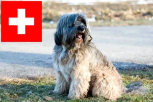 Přečtete si více ze článku Chovatelé tibetských teriérů a štěňat ve Švýcarsku