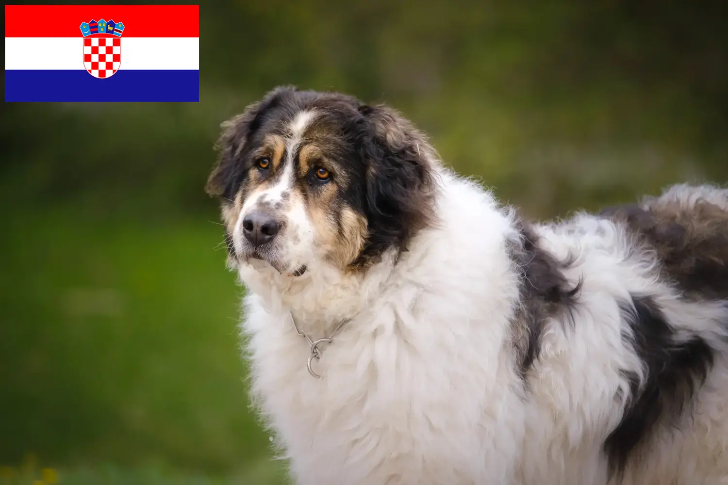 Tornjak štěňata a chovatelé Chorvatsko Zde najdete chovatele Tornjaků v Chorvatsku.