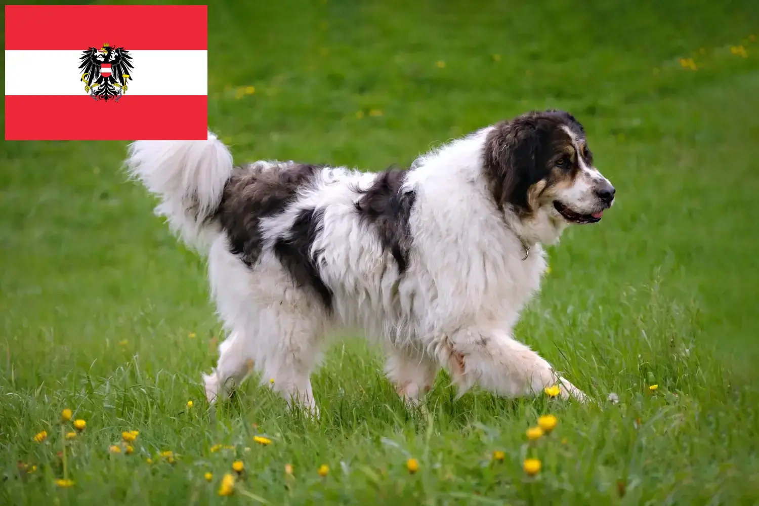 Tornjak štěňata a chovatelé Rakousko Zde naleznete chovatele plemene Tornjak v Rakousku.
