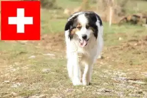Přečtete si více ze článku Chovatelé a štěňata Tornjak ve Švýcarsku