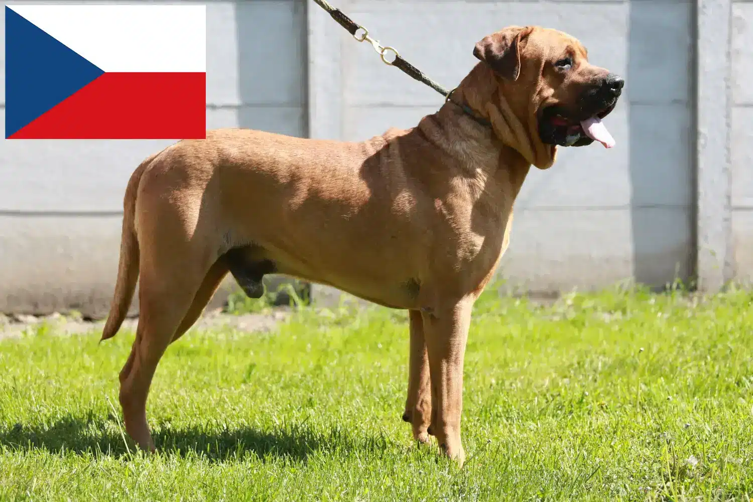 Tosa štěňata a chovatelé Česká republika Najděte chovatele Tosa v České republice zde.