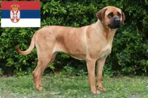 Přečtete si více ze článku Chovatelé a štěňata Tosa v Srbsku