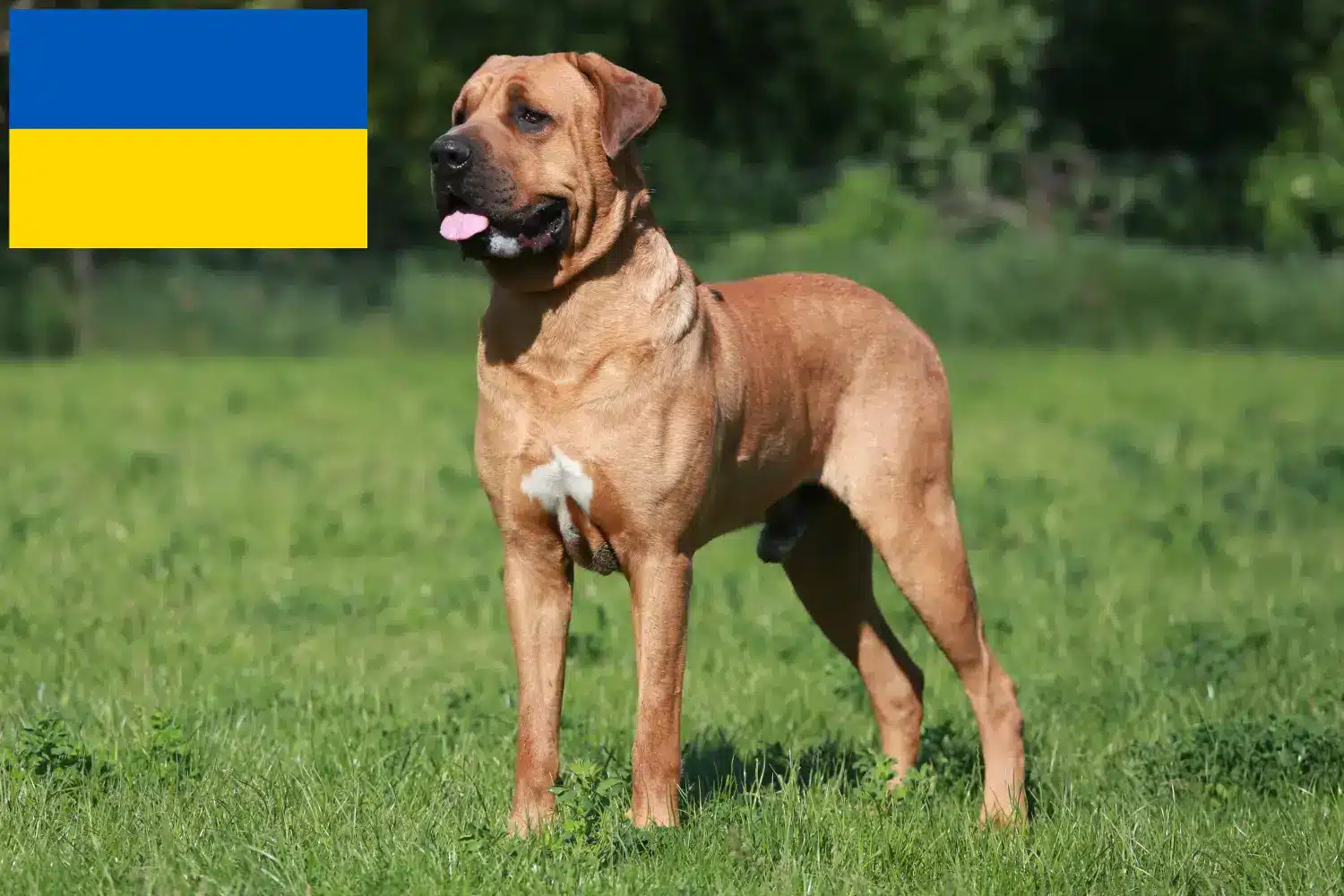 Tosa štěňata a chovatelé Ukrajina Najděte chovatele Tosa na Ukrajině zde.