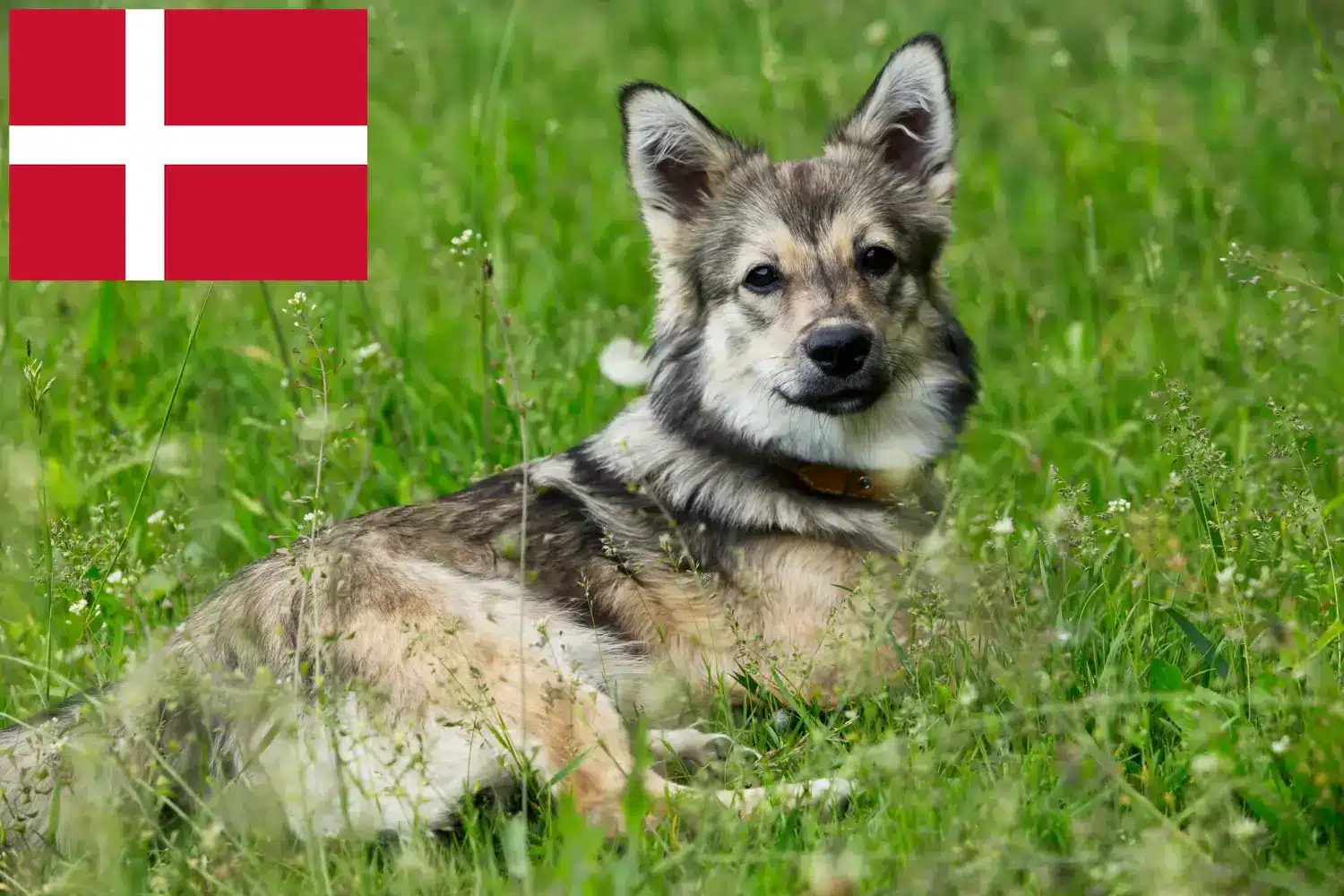 Västgötaspets štěňata a chovatelé Dánsko Zde najdete chovatele Västgötaspets v Dánsku.