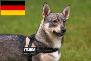 Přečtete si více ze článku Chovatelé a štěňata Västgötaspetů v Německu