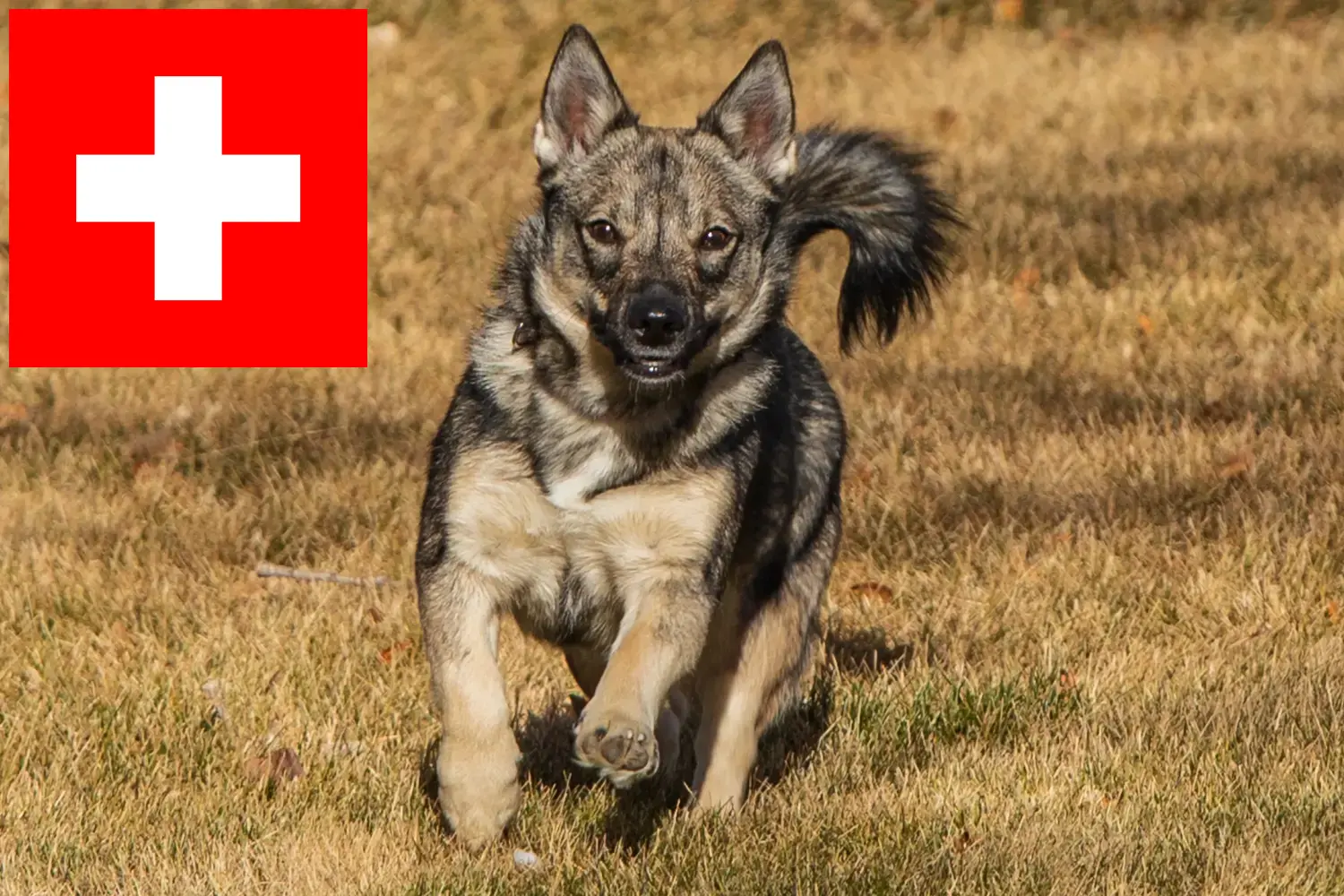 Västgötaspets štěňata a chovatelé Švýcarsko Zde najdete chovatele Västgötaspets ve Švýcarsku.