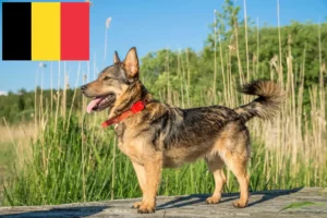 Přečtete si více ze článku Chovatelé a štěňata Västgötaspetů v Belgii