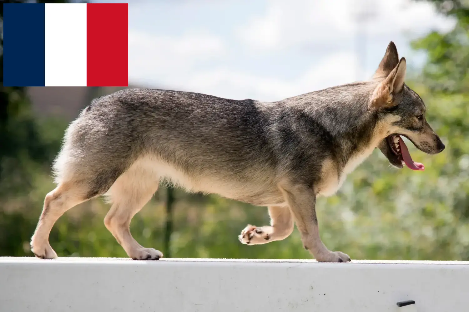 Västgötaspets štěňata a chovatelé Francie Zde najdete chovatele Västgötaspets ve Francii.
