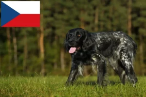 Přečtete si více ze článku Velký chovatel münsterländerů a štěňat v České republice