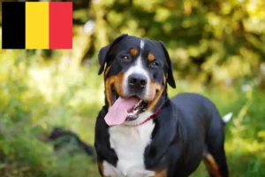 Přečtete si více ze článku Chovatelé velkých švýcarských salašnických psů a štěňat v Belgii