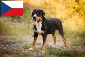 Přečtete si více ze článku Chovatelé velkých švýcarských salašnických psů a štěňat v České republice
