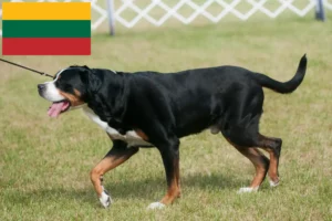 Přečtete si více ze článku Chovatel velkých švýcarských salašnických psů a štěňat v Litvě