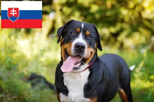 Přečtete si více ze článku Chovatelé velkých švýcarských salašnických psů a štěňat na Slovensku