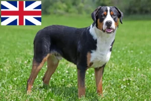 Přečtete si více ze článku Chovatelé velkých švýcarských salašnických psů a štěňat ve Velké Británii