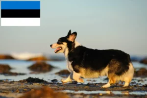 Přečtete si více ze článku Chovatelé velšských corgiů a štěňat v Estonsku