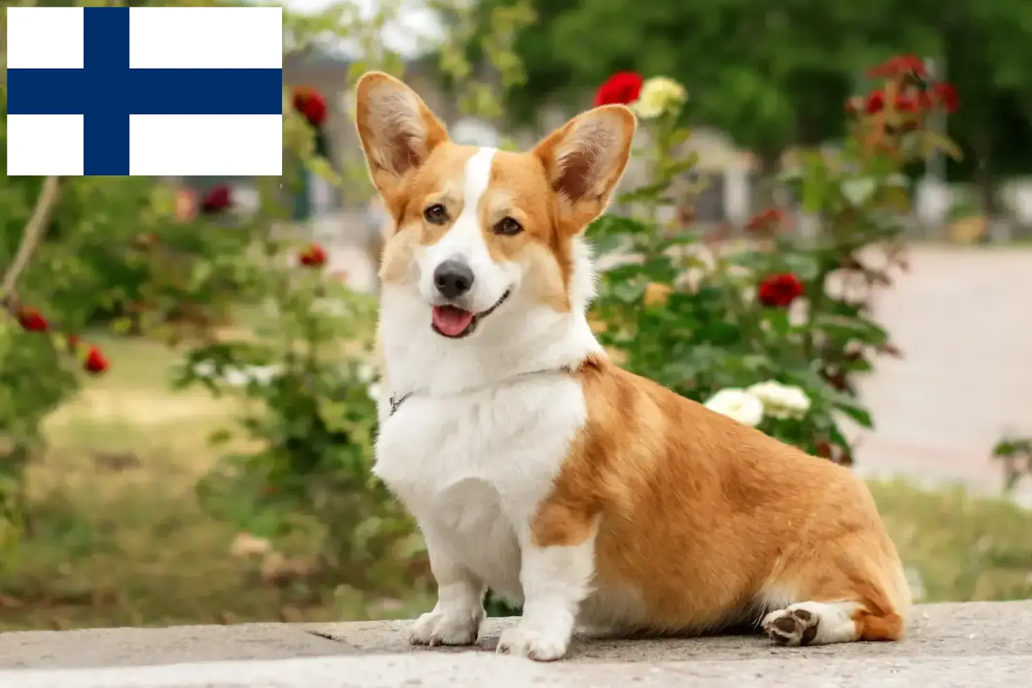 Štěňata a chovatelé velšských corgiů Finsko Najděte chovatele velšských corgiů ve Finsku.