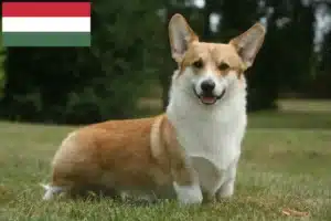 Přečtete si více ze článku Chovatelé velšských corgiů a štěňat v Maďarsku