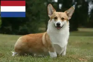 Přečtete si více ze článku Chovatelé velšských corgiů a štěňat v Nizozemsku