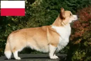 Přečtete si více ze článku Chovatelé velšských corgiů a štěňat v Polsku
