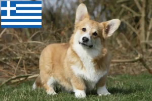 Přečtete si více ze článku Chovatelé velšských corgiů a štěňat v Řecku