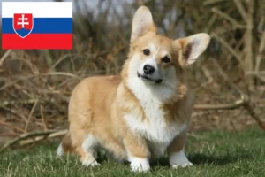 Přečtete si více ze článku Chovatelé velšských corgiů a štěňat na Slovensku