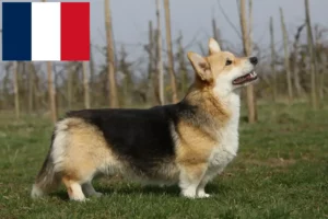 Přečtete si více ze článku Chovatelé velšských corgiů a štěňat ve Francii