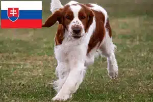 Přečtete si více ze článku Chovatelé velššpringršpanělů a štěňat na Slovensku