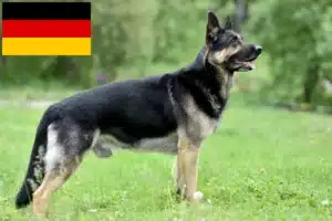 Přečtete si více ze článku Chovatelé východoevropských ovčáků a štěňat v Německu