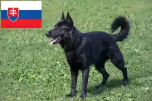Přečtete si více ze článku Chovatelé východoevropských ovčáků a štěňat na Slovensku