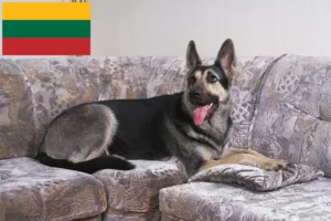 Přečtete si více ze článku Chovatelé východoevropských ovčáků a štěňat v Litvě