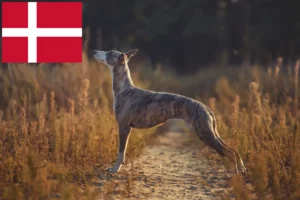 Přečtete si více ze článku Chovatelé vipetů a štěňata v Dánsku