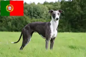 Přečtete si více ze článku Chovatelé vipetů a štěňata v Portugalsku