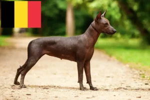 Přečtete si více ze článku Chovatelé a štěňata Xolo v Belgii