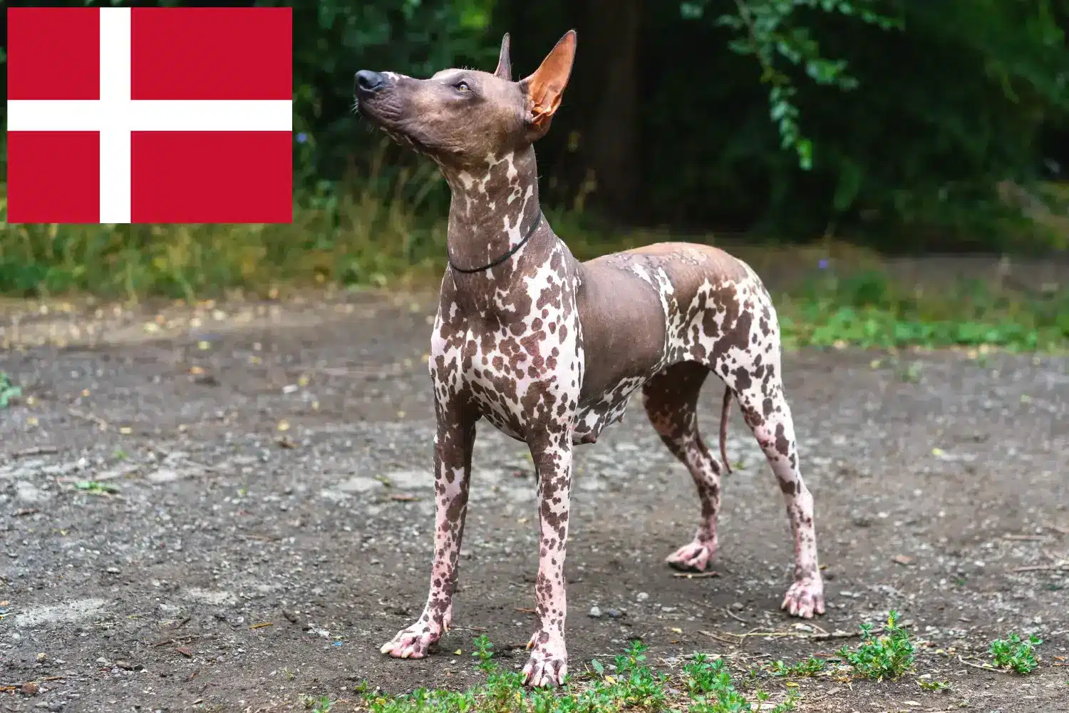 Přečtete si více ze článku Chovatelé a štěňata Xolo v Dánsku