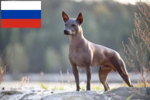 Přečtete si více ze článku Chovatelé a štěňata Xolo v Rusku