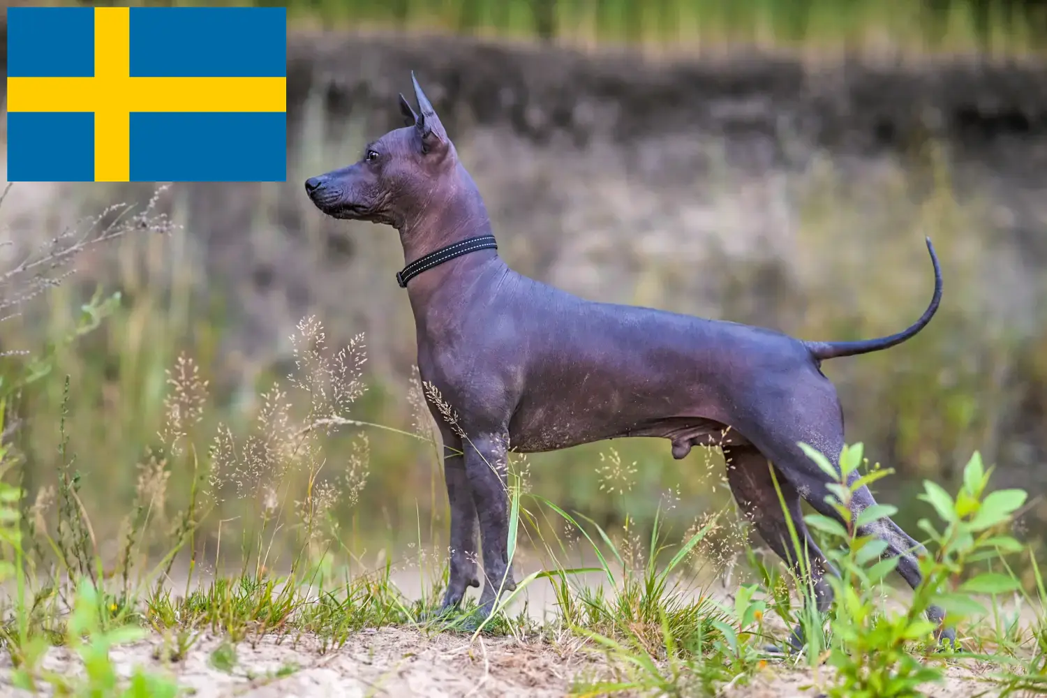 Xolo štěňata a chovatelé Švédsko Najděte chovatele Xolos ve Švédsku zde.