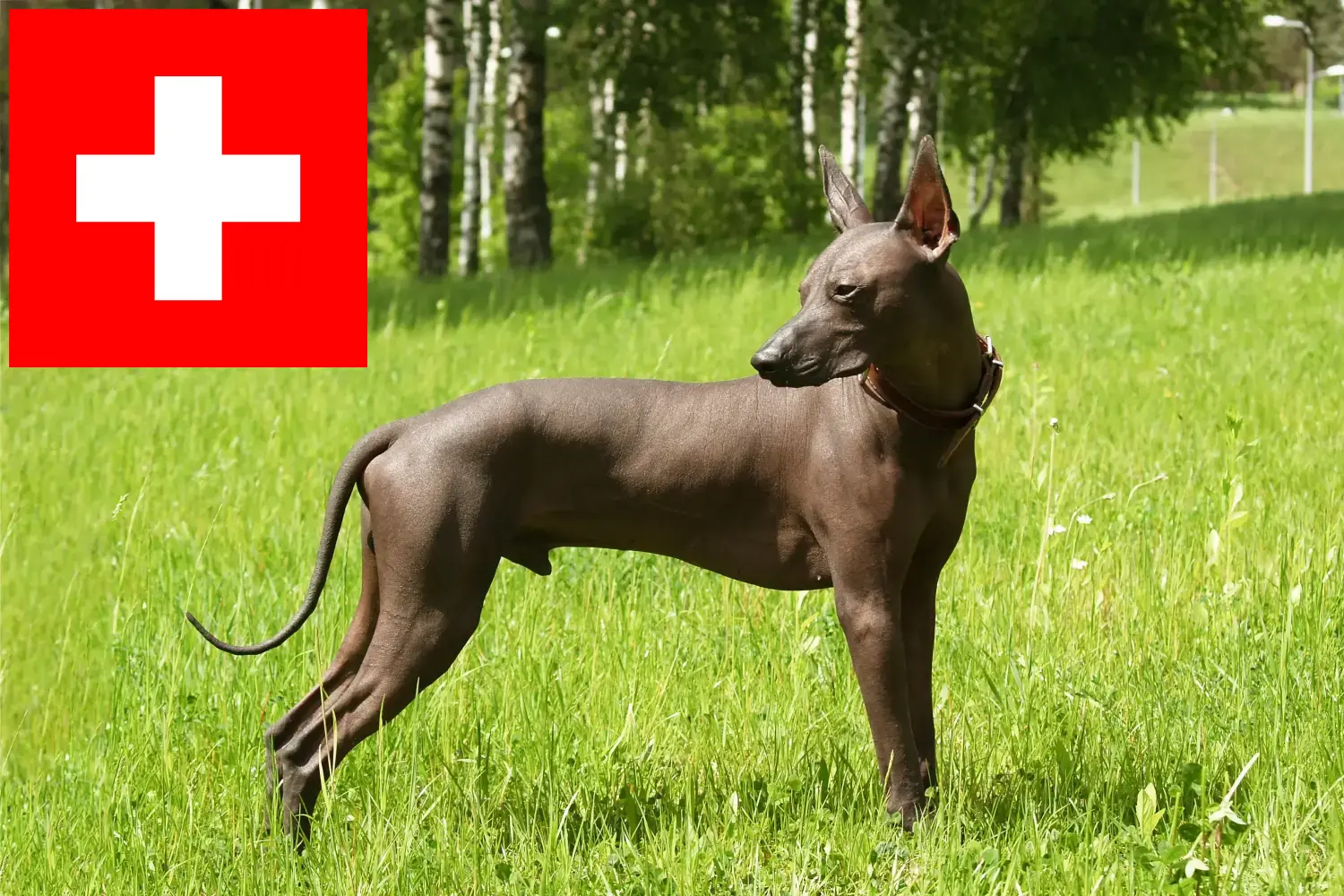 Xolo štěňata a chovatelé Švýcarsko Zde naleznete chovatele plemene Xolos ve Švýcarsku.